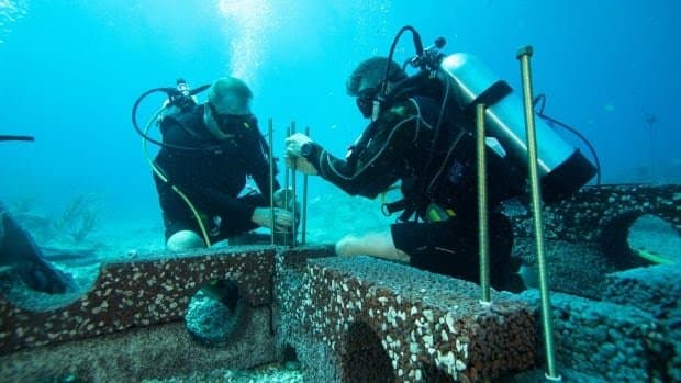 Dalhousie grad develops artificial reefs that could help save Nova Scotias ocean ecosystems